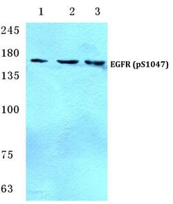 Invitrogen Phospho-EGFR (Ser1047) Polyclonal Antibody 100 &mu;L; Unconjugated:Antibodies,