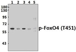 Invitrogen Phospho-FOXO4 (Thr451) Polyclonal Antibody 100 &mu;L; Unconjugated:Antibodies,