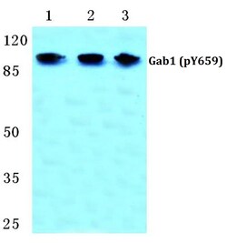 Invitrogen Phospho-GAB1 (Tyr659) Polyclonal Antibody 100 &mu;L; Unconjugated:Antibodies,