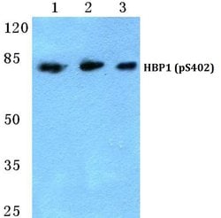 Invitrogen Phospho-HBP1 (Ser402) Polyclonal Antibody 100 &mu;L | Buy Online | Invitrogen&trade; | Fisher Scientific