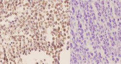 Invitrogen Phospho-HDAC1 (Ser421) Polyclonal Antibody 100 μL; Unconjugated:Antibodies,
