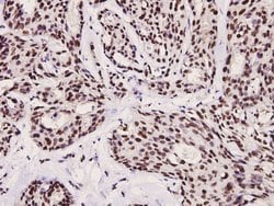 Invitrogen Phospho-FOXO3A (Ser253) Polyclonal Antibody 100 &mu;L; Unconjugated:Antibodies,