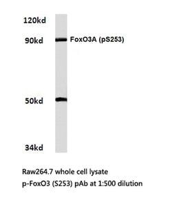 Invitrogen Phospho-FOXO3A (Ser253) Polyclonal Antibody 100 &mu;L; Unconjugated:Antibodies,