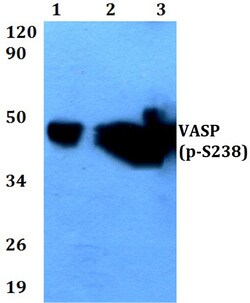 Invitrogen Phospho-VASP (Ser238) Polyclonal Antibody 100 &mu;L; Unconjugated:Antibodies,