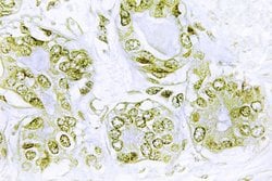 Invitrogen Phospho-IkB alpha (Tyr42) Polyclonal Antibody 100 &mu;L; Unconjugated:Antibodies,