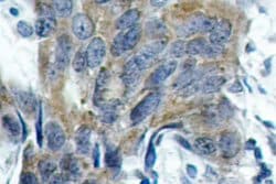 Invitrogen Phospho-beta Catenin (Ser33) Polyclonal Antibody 100 &mu;L;