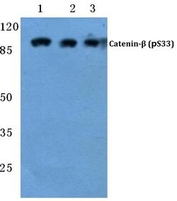 Invitrogen Phospho-beta Catenin (Ser33) Polyclonal Antibody 100 &mu;L;
