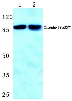 Invitrogen Phospho-beta Catenin (Ser37) Polyclonal Antibody 100 &mu;L;