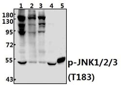 Invitrogen Phospho-JNK1/JNK2/JNK3 (Thr183) Polyclonal Antibody 100 &mu;L;