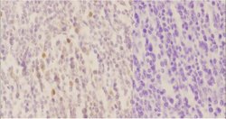 Invitrogen Phospho-RelB (Ser552) Polyclonal Antibody 100 &mu;L; Unconjugated:Antibodies,