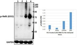 Invitrogen Phospho-RelB (Ser552) Polyclonal Antibody 100 &mu;L; Unconjugated:Antibodies,