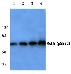 Invitrogen Phospho-RelB (Ser552) Polyclonal Antibody 100 &mu;L; Unconjugated:Antibodies,