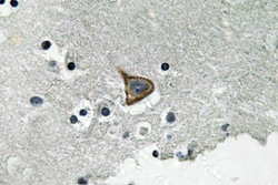 Invitrogen Phospho-Connexin 43 (Ser367) Polyclonal Antibody 100 &mu;L;