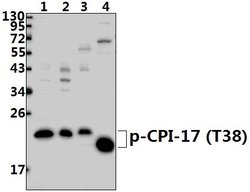 Invitrogen Phospho-CPI-17 (Thr38) Polyclonal Antibody 100 &mu;L; Unconjugated:Antibodies,