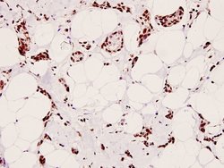 Invitrogen Phospho-CREB (Ser129) Polyclonal Antibody 100 &mu;L; Unconjugated:Antibodies,