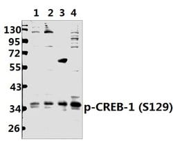 Invitrogen Phospho-CREB (Ser129) Polyclonal Antibody 100 &mu;L; Unconjugated:Antibodies,