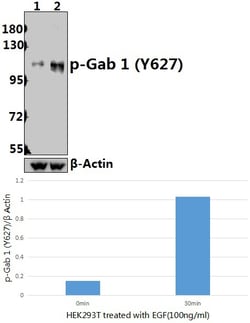 Invitrogen Phospho-GAB1 (Tyr627) Polyclonal Antibody 100 &mu;L; Unconjugated:Antibodies,