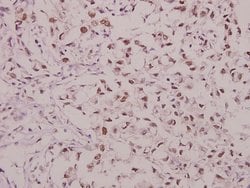 Invitrogen Phospho-GluR1 (Ser863) Polyclonal Antibody 100 &mu;L; Unconjugated:Antibodies,