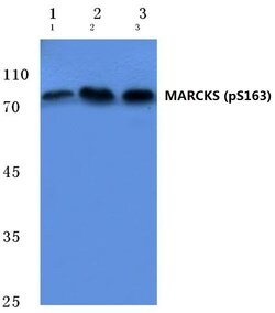 Invitrogen Phospho-MARCKS (Ser163) Polyclonal Antibody 100 &mu;L; Unconjugated:Antibodies,