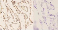 Phospho-LKB1 (Ser428) Polyclonal Antibody:Antibodies, Polyclonal