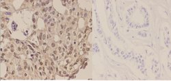 Phospho-LKB1 (Ser428) Polyclonal Antibody:Antibodies, Polyclonal