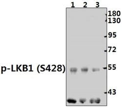 Phospho-LKB1 (Ser428) Polyclonal Antibody:Antibodies, Polyclonal