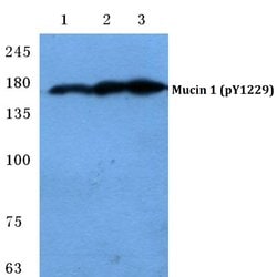 Invitrogen Phospho-MUC1 (Tyr1229) Polyclonal Antibody 100 &mu;L; Unconjugated:Antibodies,