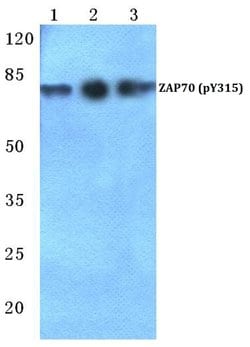 Invitrogen Phospho-Zap-70 (Tyr315) Polyclonal Antibody 100 &mu;L; Unconjugated:Antibodies,