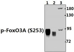 Invitrogen Phospho-FOXO3A (Ser253) Polyclonal Antibody 100 &mu;L; Unconjugated:Antibodies,