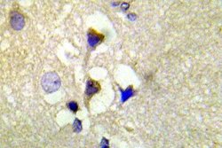 Invitrogen Phospho-PKC mu (Ser910) Polyclonal Antibody 100 &mu;L; Unconjugated:Antibodies,
