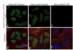 Invitrogen Phospho-HDAC1 (Ser421, Ser423) Polyclonal Antibody 100 &mu;L | Buy Online | Invitrogen&trade; | Fisher Scientific