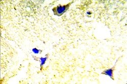 Invitrogen PAK1/PAK2 Polyclonal Antibody 100 &mu;L; Unconjugated:Antibodies,