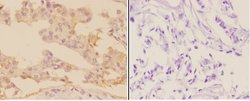 Invitrogen Adenylate Cyclase 9 Polyclonal Antibody 100 &mu;L; Unconjugated:Antibodies,