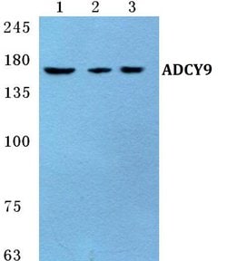 Invitrogen Adenylate Cyclase 9 Polyclonal Antibody 100 &mu;L; Unconjugated:Antibodies,