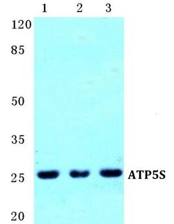 Invitrogen ATP5S Polyclonal Antibody 100 &mu;L; Unconjugated:Antibodies,