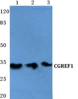 Invitrogen CGREF1 Polyclonal Antibody 100 &mu;L; Unconjugated:Antibodies,