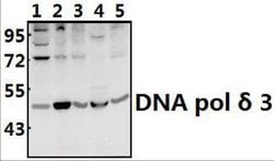 POLD3 Polyclonal Antibody:Antibodies, Polyclonal