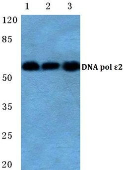 Invitrogen POLE2 Polyclonal Antibody 100 &mu;L; Unconjugated:Antibodies,