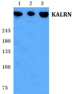 Invitrogen Kalirin Polyclonal Antibody 100 &mu;L; Unconjugated:Antibodies,