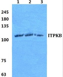 Invitrogen ITPKB Polyclonal Antibody 100 &mu;L; Unconjugated:Antibodies,