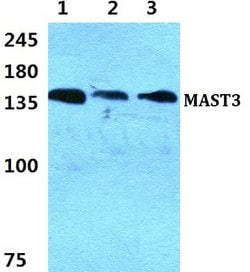 Invitrogen MAST3 Polyclonal Antibody 100 &mu;L | Buy Online | Invitrogen&trade; | Fisher Scientific