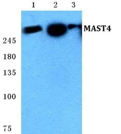 Invitrogen MAST4 Polyclonal Antibody 100 &mu;L; Unconjugated:Antibodies,