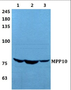 Invitrogen MPP10 Polyclonal Antibody 100 &mu;L; Unconjugated:Antibodies,