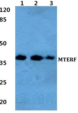 Invitrogen MTERF Polyclonal Antibody 100 &mu;L; Unconjugated:Antibodies,