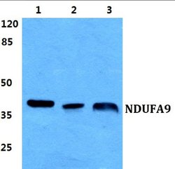 Invitrogen NDUFA9 Polyclonal Antibody 100 &mu;L; Unconjugated:Antibodies,