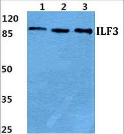 Invitrogen ILF3 Polyclonal Antibody 100 &mu;L; Unconjugated:Antibodies,