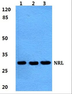 Invitrogen NRL Polyclonal Antibody 100 &mu;L; Unconjugated:Antibodies,