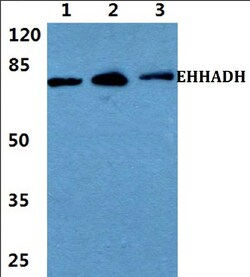 Invitrogen EHHADH Polyclonal Antibody 100 &mu;L; Unconjugated:Antibodies,