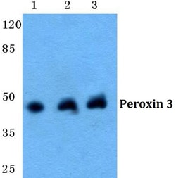 Invitrogen PEX3 Polyclonal Antibody 100 &mu;L; Unconjugated:Antibodies,