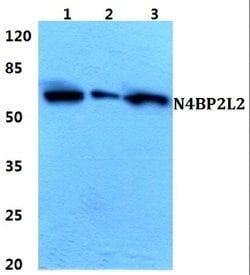 Invitrogen N4BP2L2 Polyclonal Antibody 100 &mu;L | Buy Online | Invitrogen&trade; | Fisher Scientific